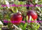 Cranberry Fruit Powder